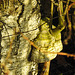 20210224 9965CPw [D~MI] Moor-Birke (Betula pubescens), Birkensporling, Großes Torfmoor, Hille