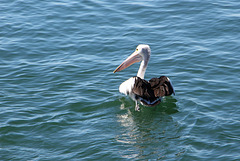 Pelican foot