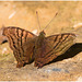 EF7A7771 Butterfly