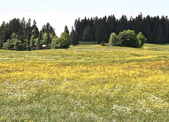 Blumenwiesen im Bregenzerwald