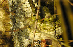 20210224 9966CPw [D~MI] Moor-Birke (Betula pubescens), Birkenporling, Großes Torfmoor, Hille
