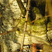 20210224 9966CPw [D~MI] Moor-Birke (Betula pubescens), Birkenporling, Großes Torfmoor, Hille