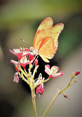 Papillon d'or