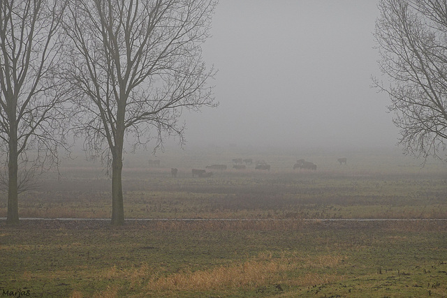 Misty morning walk