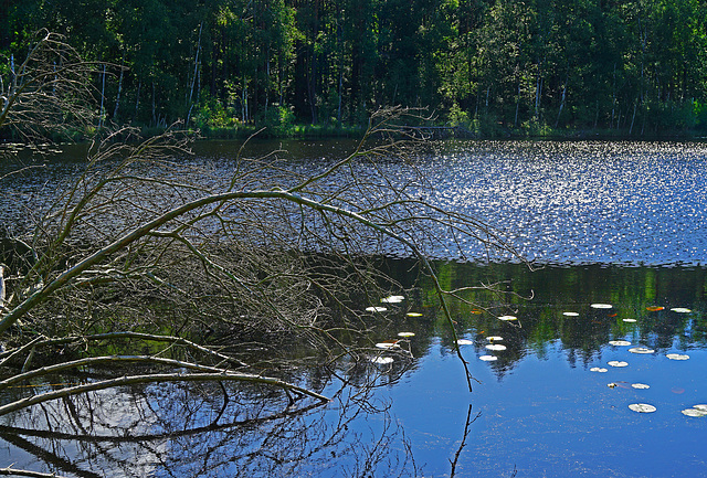 Moorlandschaft - Moorlands