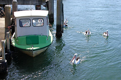 boat and Pelicans