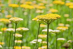 Gelbes Blütenmeer - Sea of yellow Flowers (PiPs)