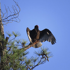 Turkey vulture drying in the morning sun