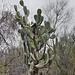 A Prickly Minuet – Desert Botanical Garden, Papago Park, Phoenix, Arizona