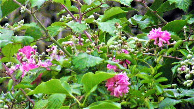 Wild roses in pittosporum