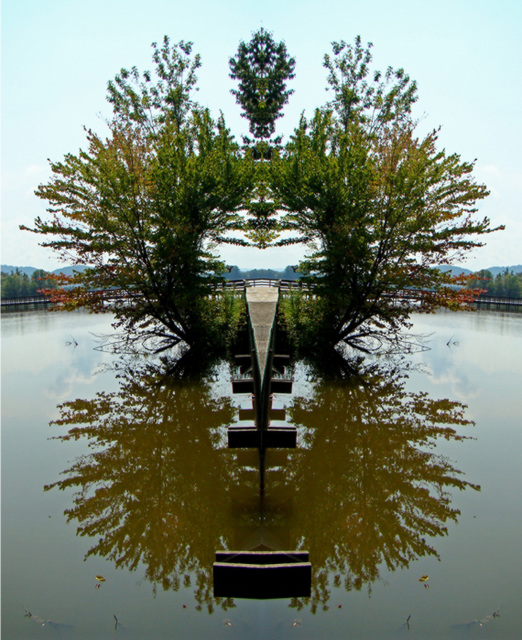 Mirrored arched tree reflection