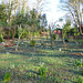 Painswick Rococo Garden (16) - 19 January 2020