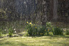Deluge of Daffodils