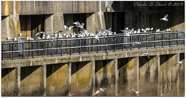 Conowingo Gulls