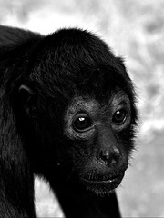 Black Mondayface (spider monkey - Klammeraffe)