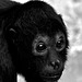 Black Mondayface (spider monkey - Klammeraffe)