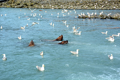 Alaska, Valdez, Seagulls and Sea Lions