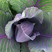 [red cabbage]