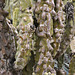 Totem Pole Cactus – Desert Botanical Garden, Papago Park, Phoenix, Arizona