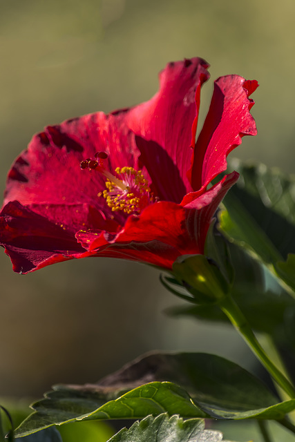 Amapola para June