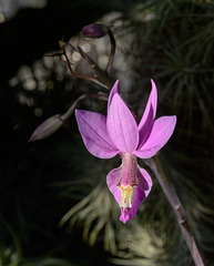 Barkeria Hybride 'B. lindleyana alba x B. melanocaulon'