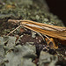 Pale-streak Grass Veneer Moth