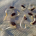 Apple Seed Sprouts
