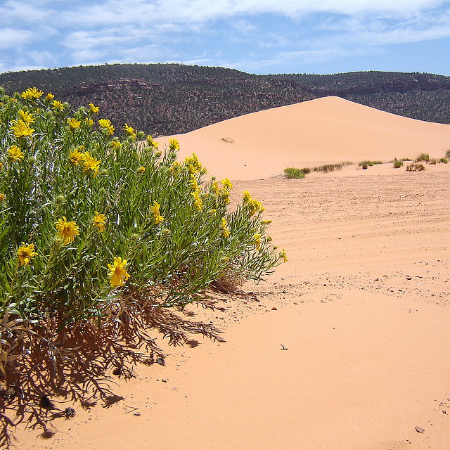 USA - Utah, Coral Pink Sand Dunes State Park