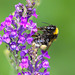 Bee on Purple Toadflax (+PiP)