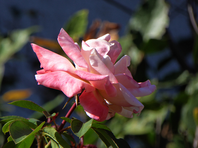 rosa settembrina