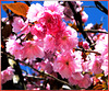 Spring blossoms... ©UdoSm