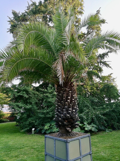 Hortus Botanicus 2018 – Palm