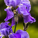 Iris bulbosa floreciendo otro año