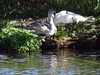 Swans at Stourhead