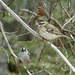 Day 10, Rose-breasted Grosbeak female & White-crowned Sparrow