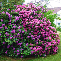 Rhododendron 002c