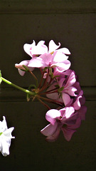Sunlight on the pink geranium