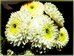Dahlia. Sunday flowers... ©UdoSm