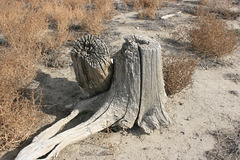 Cottonwood stumps