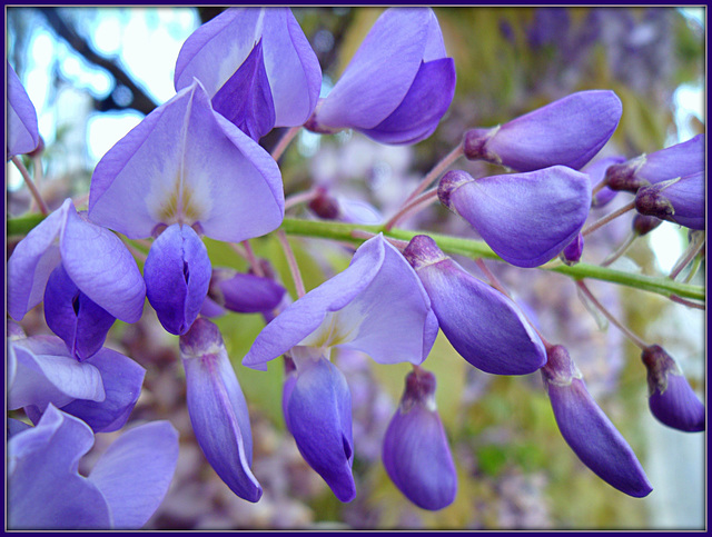 Back to late spring, wisteria detail.