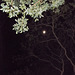 Feuillage lunaire / Moon foliage