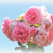 Rosier tige rose pastel - Jardin Lecoq
