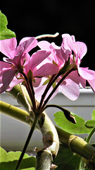 New pink geranium