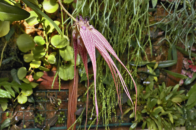 Bulbophyllum Elizabeth Ann 'Buckleberry' – Conservatory of Flowers, Golden Gate Park, San Francisco, California
