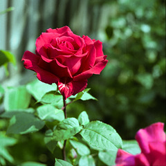 Red Garden Rose - 1980