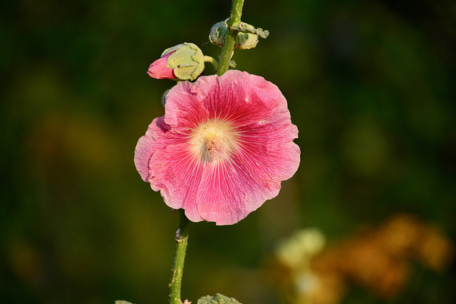 Hortus Botanicus 2018 – Flower