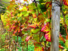 DE - Walporzheim - Colours of Autumn