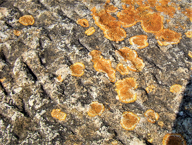 Lichens