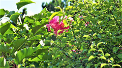 Wild rose in amongst the pittisporum