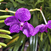 Purple Orchid – Conservatory of Flowers, Golden Gate Park, San Francisco, California